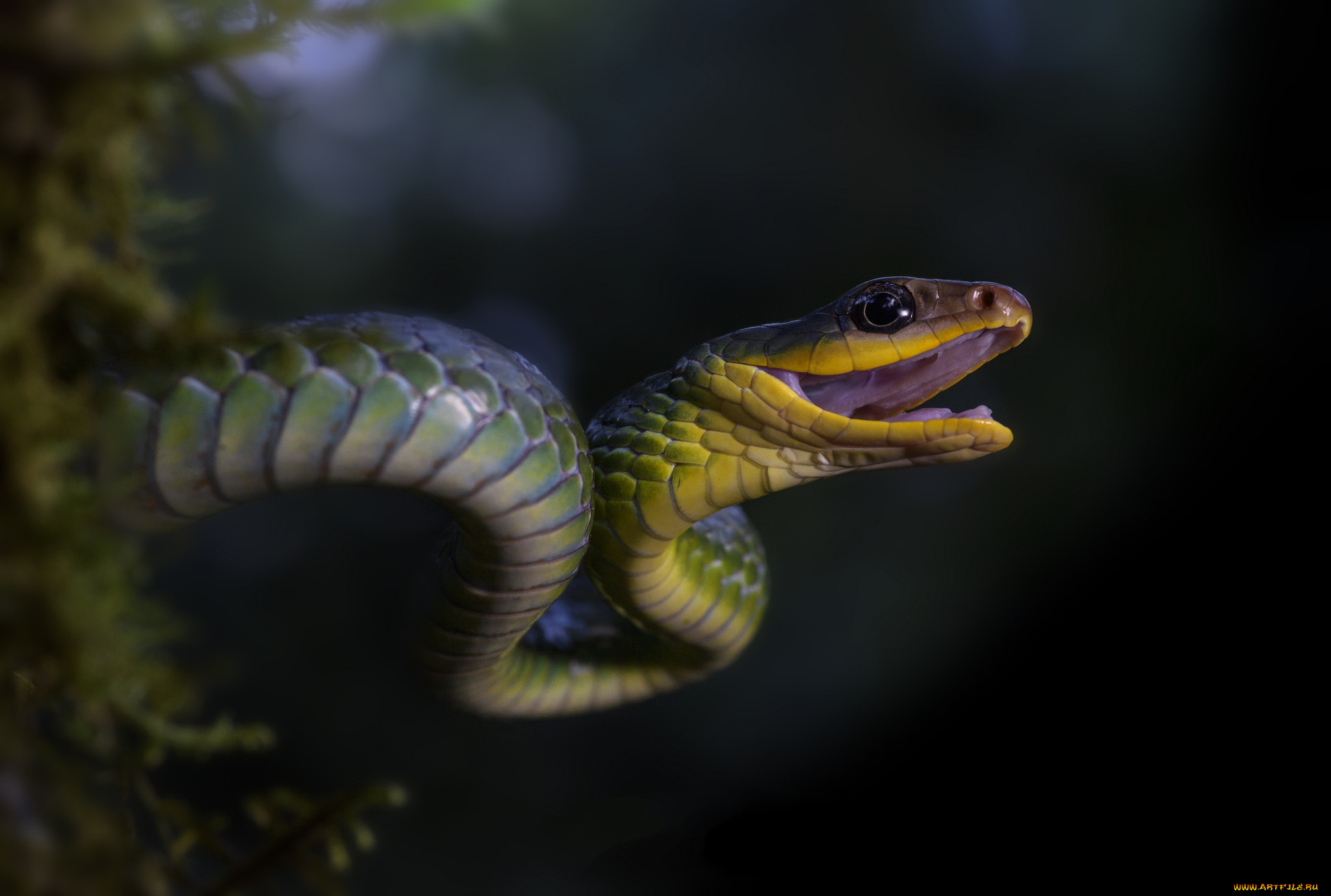 животные, змеи, , питоны, , кобры, змейка