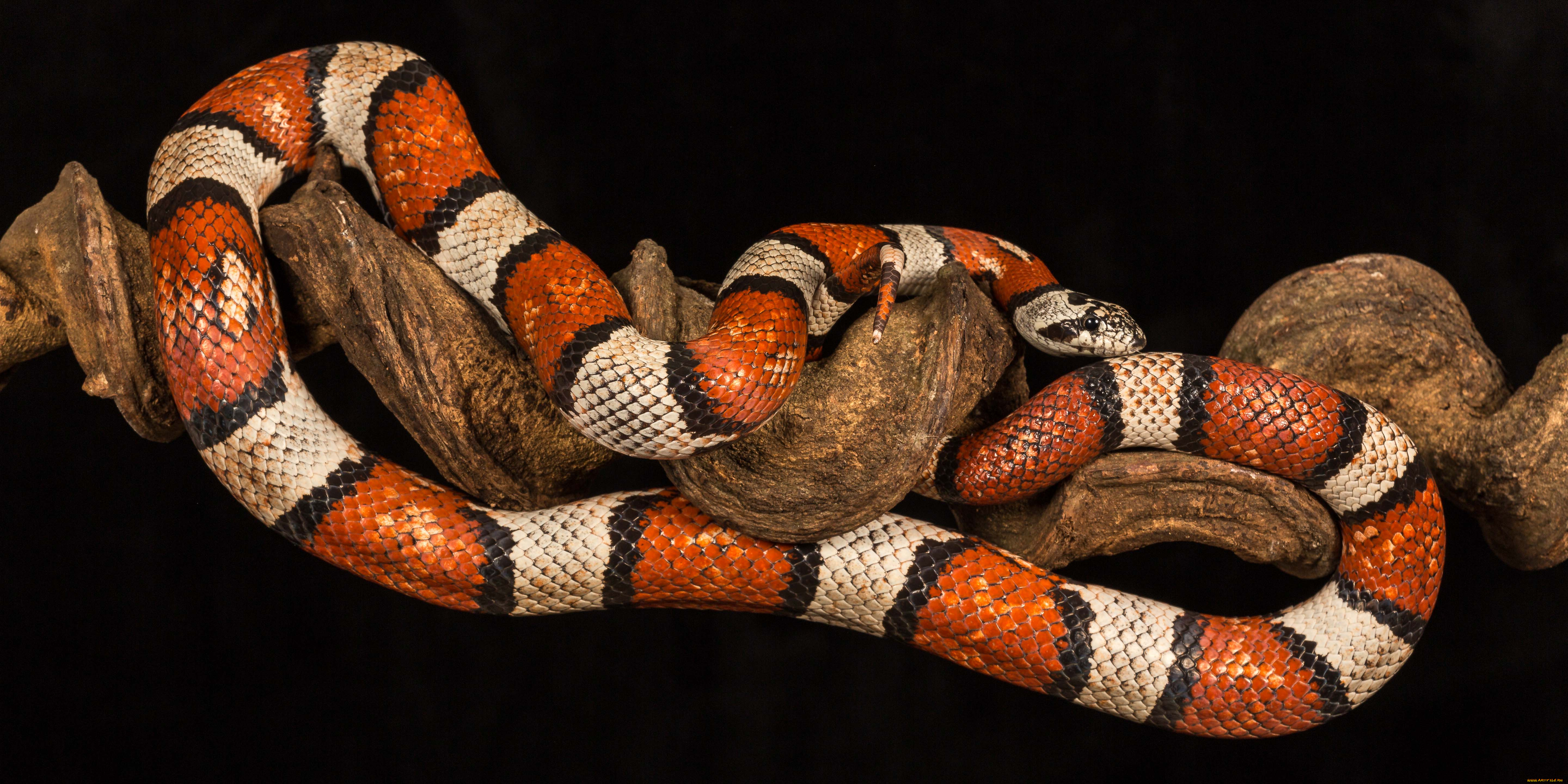 животные, змеи, , питоны, , кобры, змейка