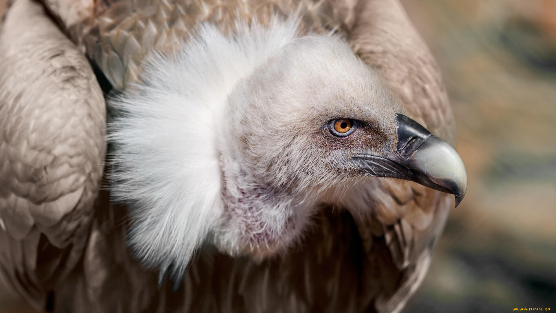 белоголовый, сип, животные, птицы, -, хищники, белоголовый, сип, гриф, падальщик, грифы, ястребиные, ястребообразные, птица, хищник, клюв, когти, перья, крылья, полёт