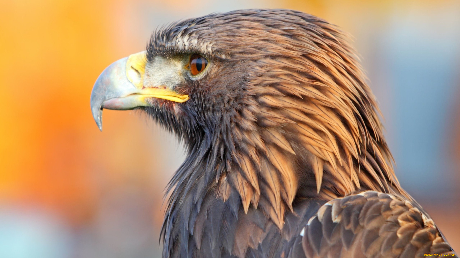 беркут, животные, птицы, -, хищники, птица, хищник, клюв, крылья, когти, орлы, ястребообразные, ястребиные