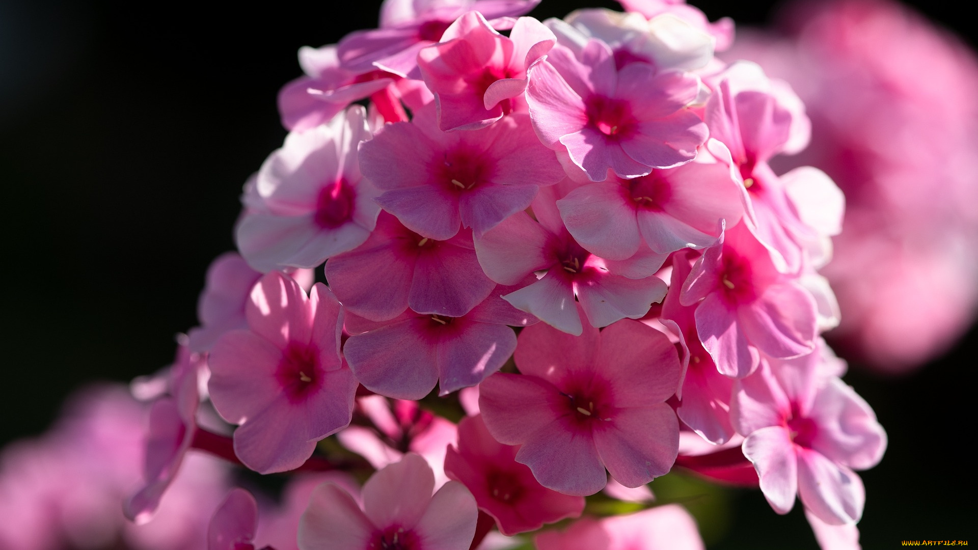 цветы, флоксы, розовые, макро