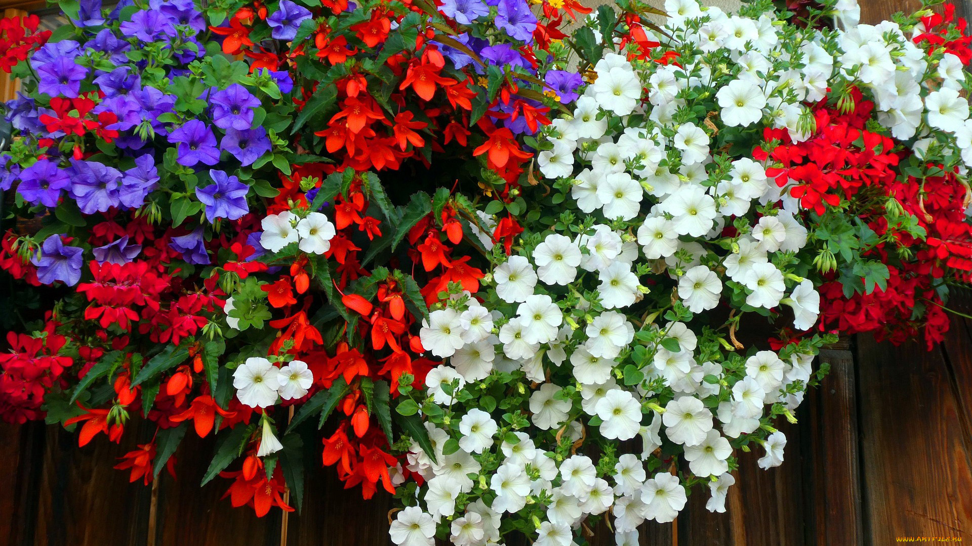 цветы, разные, вместе, герань, петуния