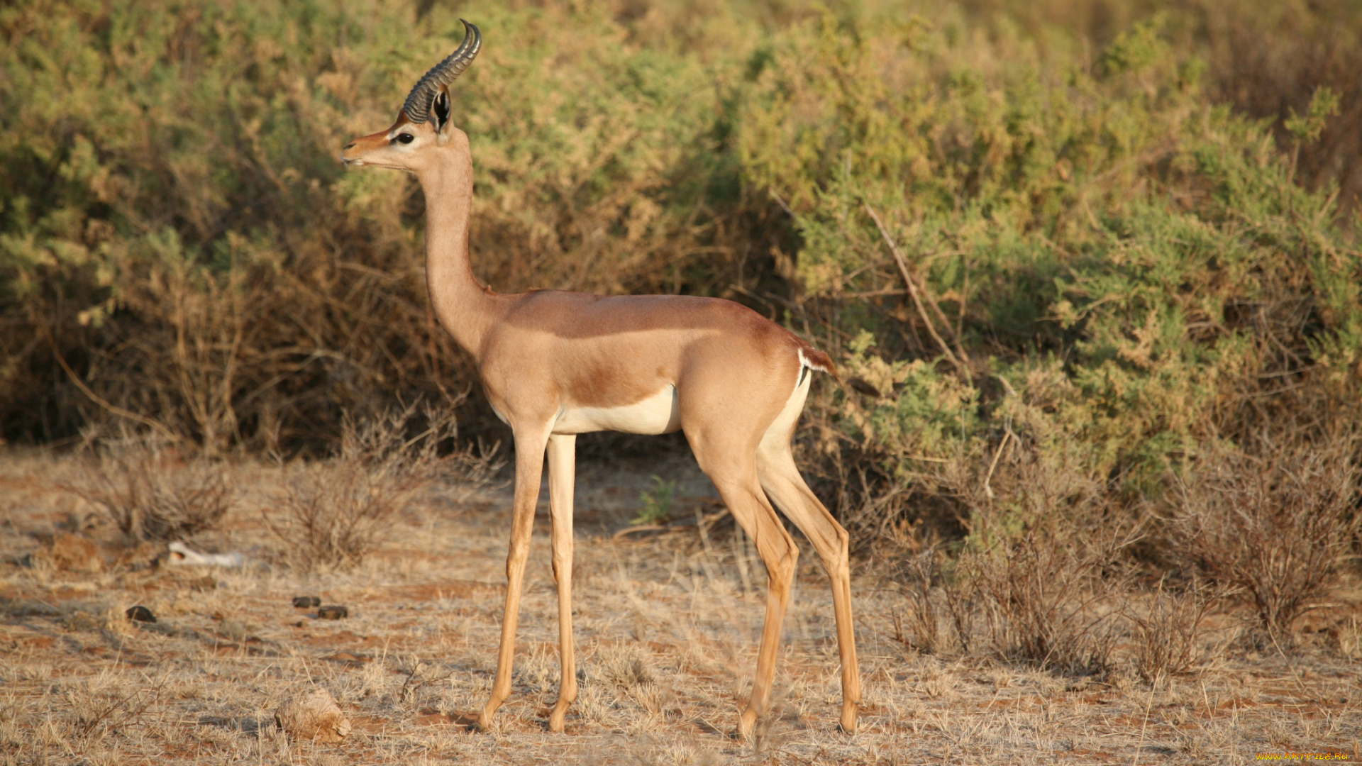 gerenuk, животные, антилопы, гаренук, антилопа, китопарнокопытные, полорогие, млекопитающие, гаренуки