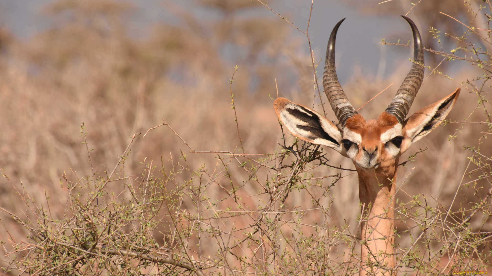 gerenuk, животные, антилопы, гаренук, антилопа, китопарнокопытные, полорогие, млекопитающие, гаренуки