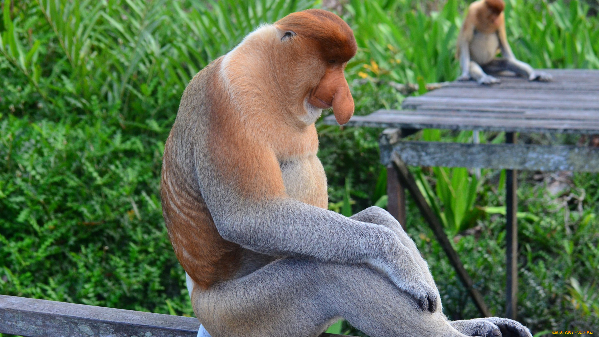 носач, животные, обезьяны, обезьяна, приматы, мартышковые, млекопитающие