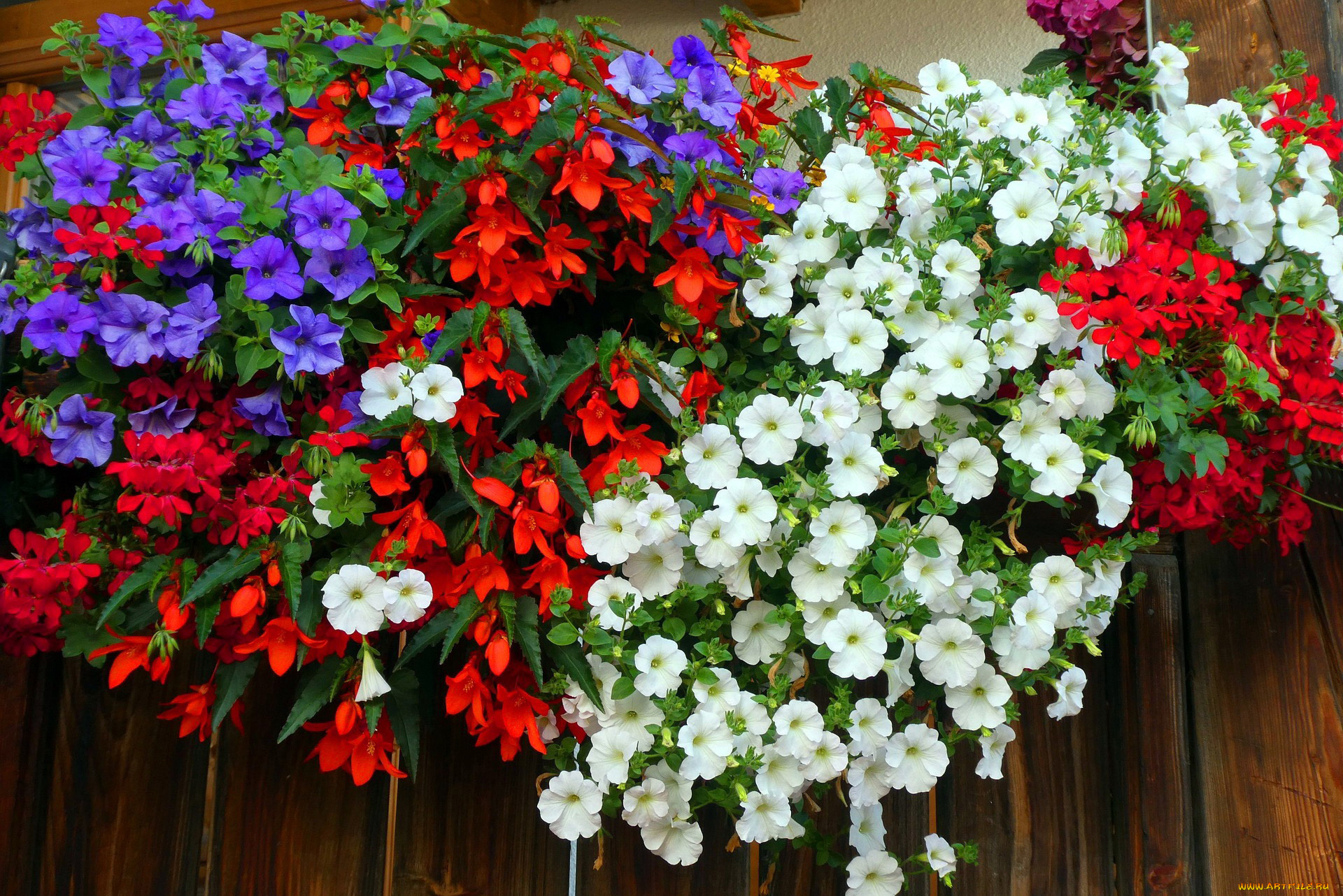 цветы, разные, вместе, герань, петуния