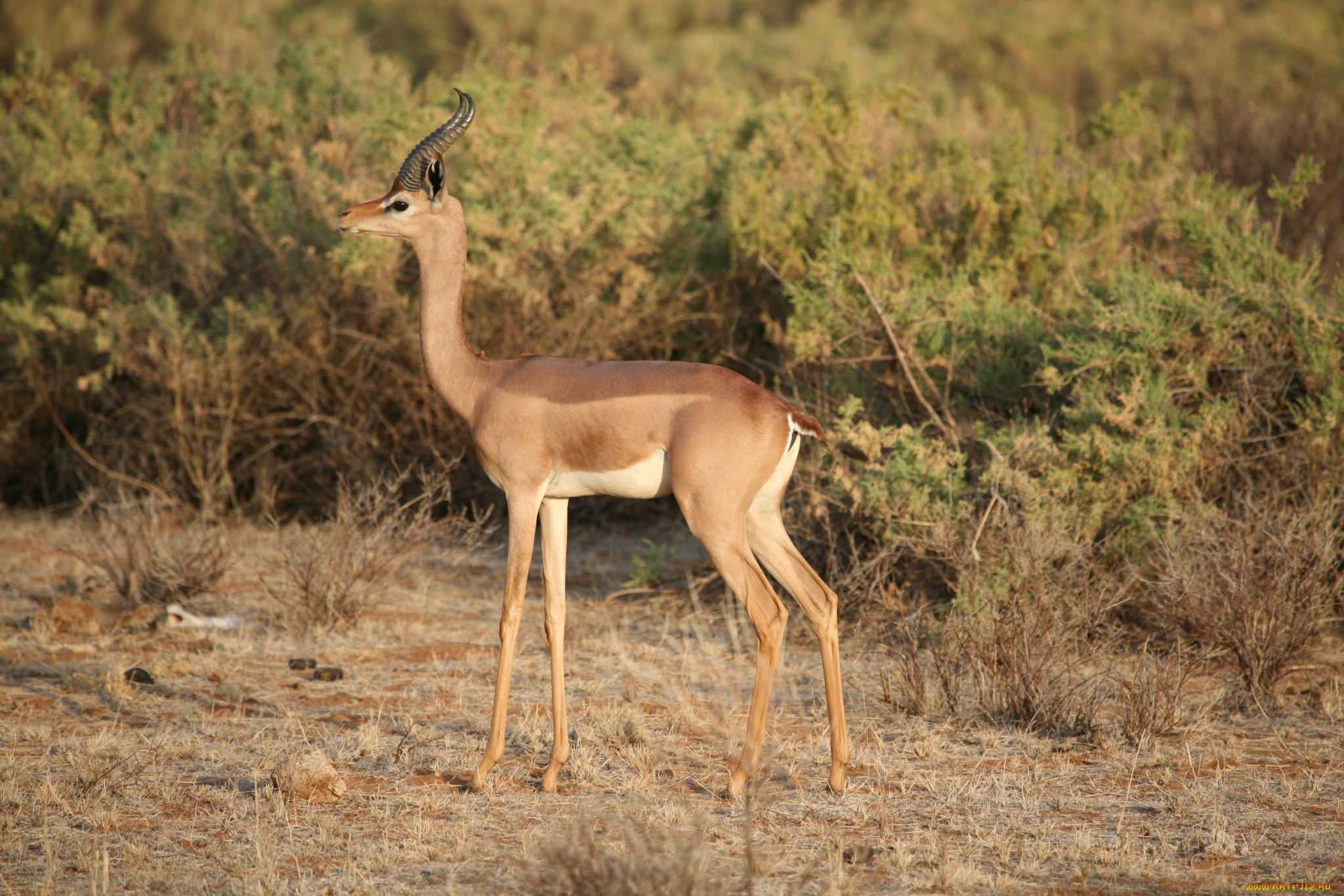 gerenuk, животные, антилопы, гаренук, антилопа, китопарнокопытные, полорогие, млекопитающие, гаренуки