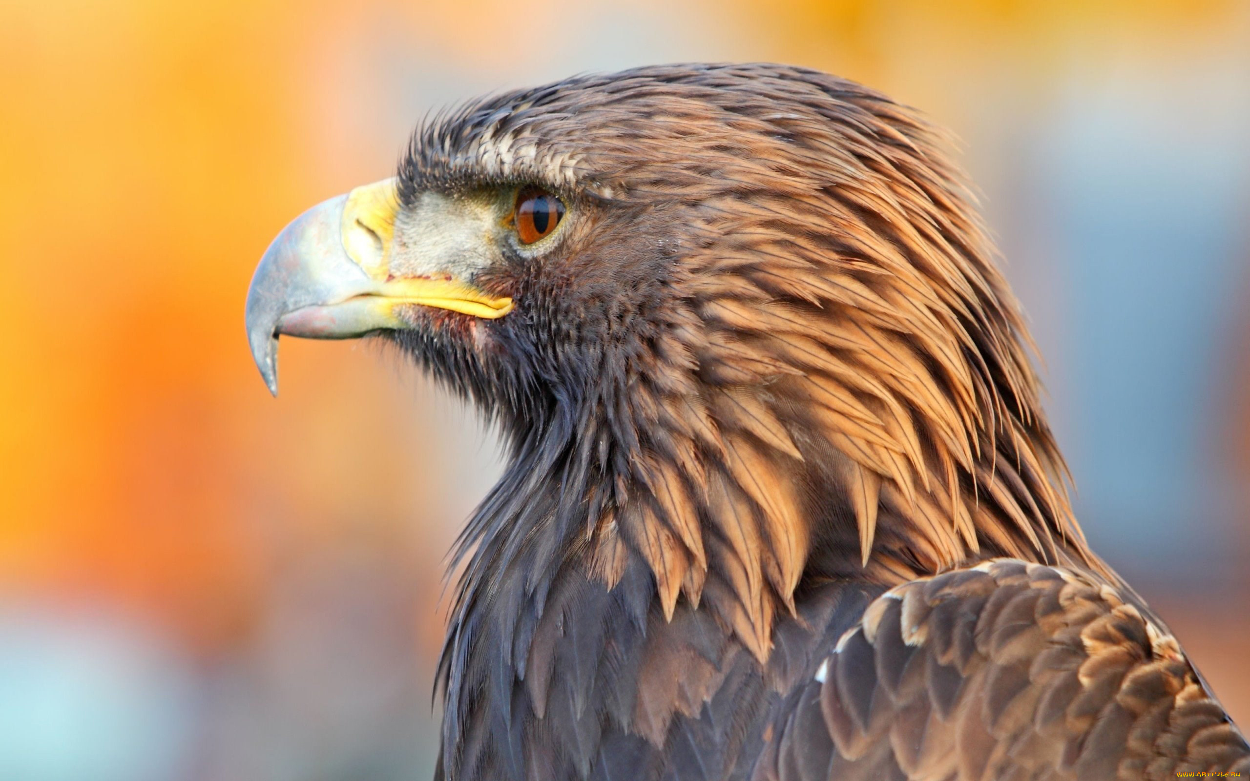 беркут, животные, птицы, -, хищники, птица, хищник, клюв, крылья, когти, орлы, ястребообразные, ястребиные