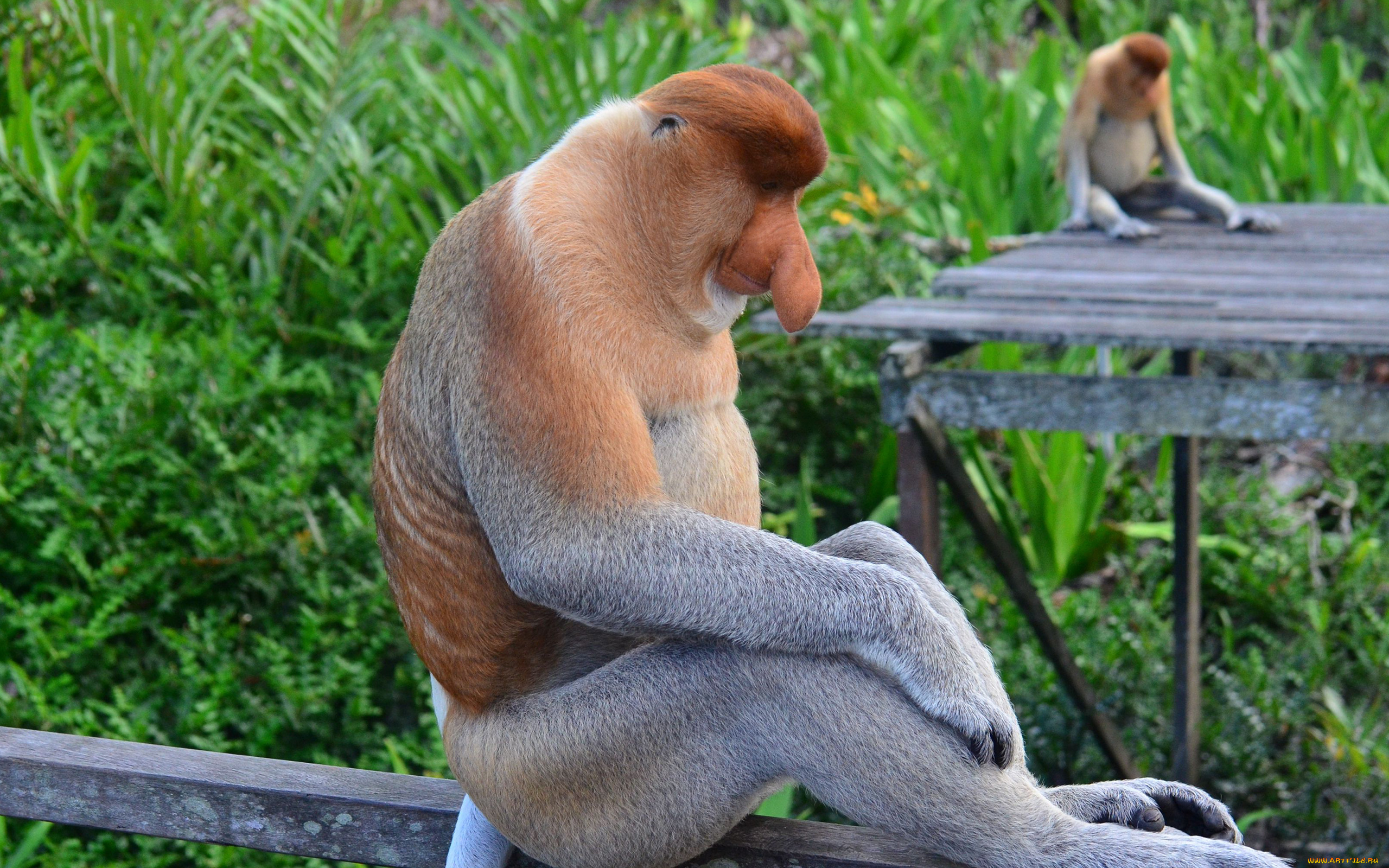 носач, животные, обезьяны, обезьяна, приматы, мартышковые, млекопитающие