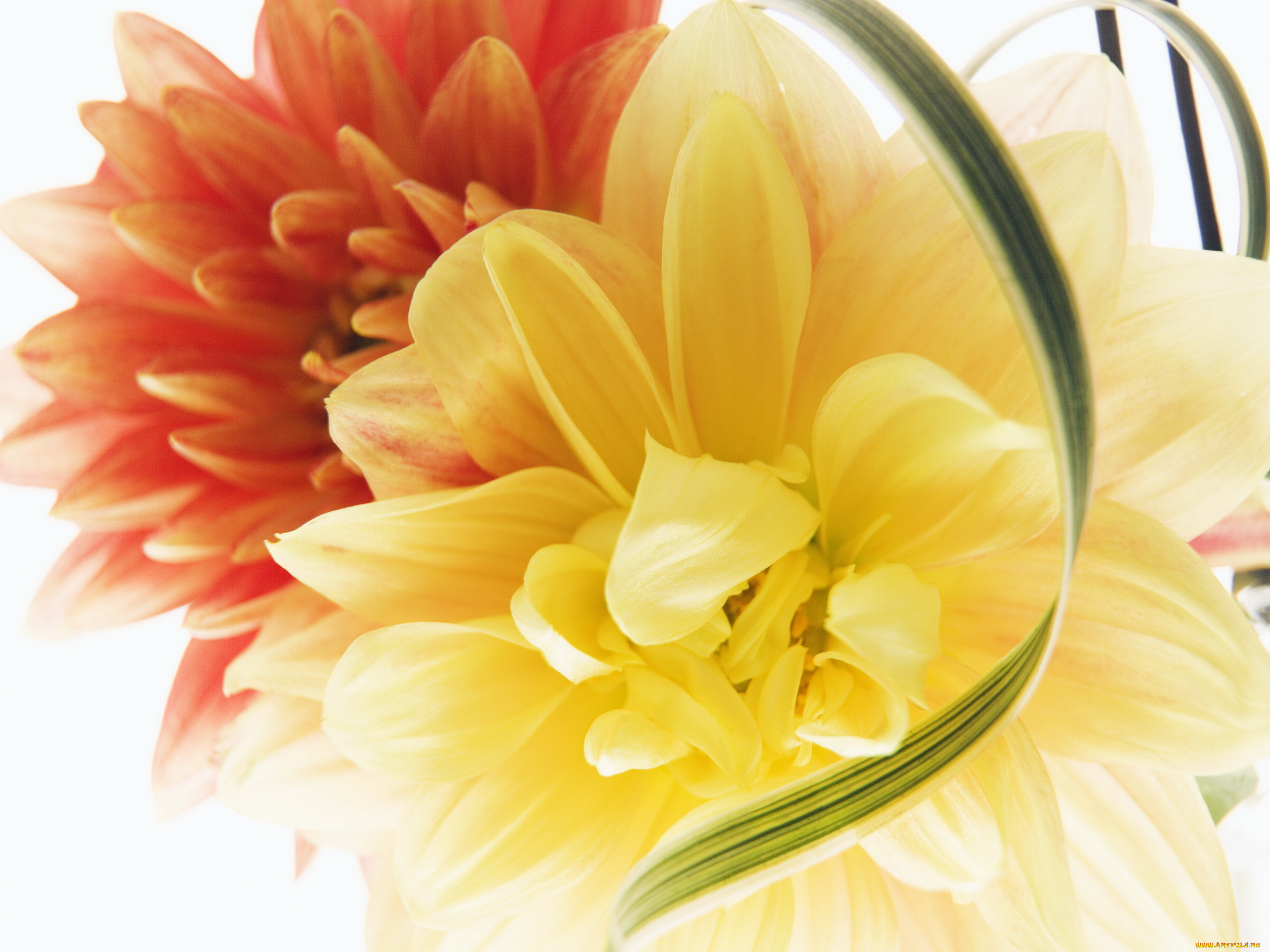 цветы, георгины, оранжевая, желтая