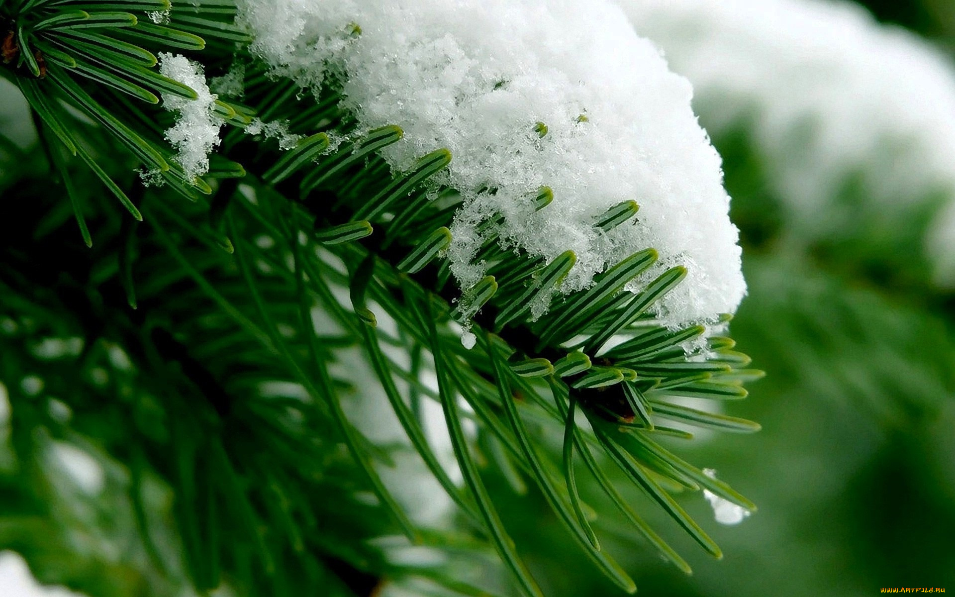 природа, деревья, ветка, ёлка, снег