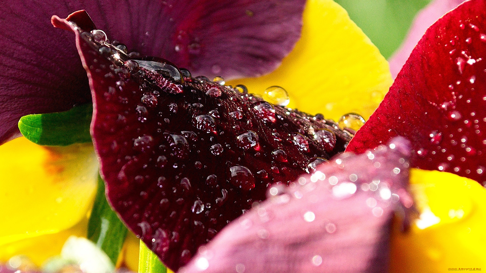 цветы, анютины, глазки, , садовые, фиалки, роса, капли