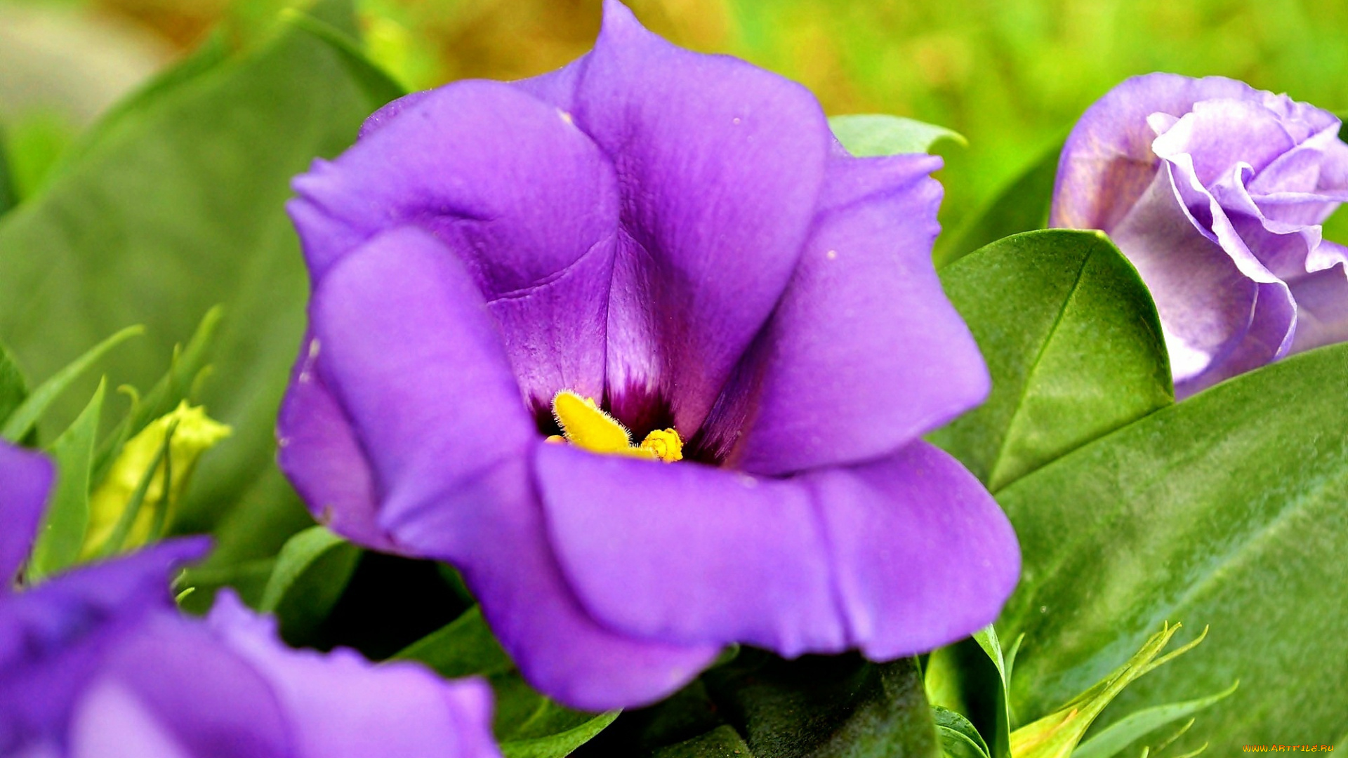 цветы, эустома