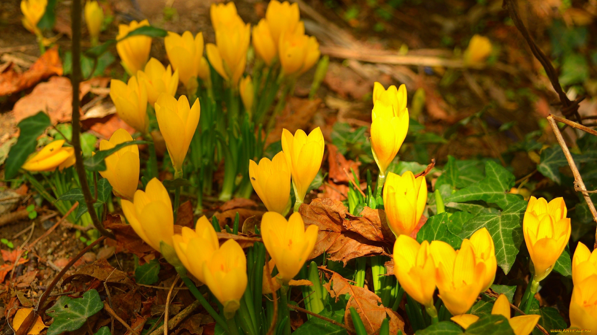 цветы, крокусы