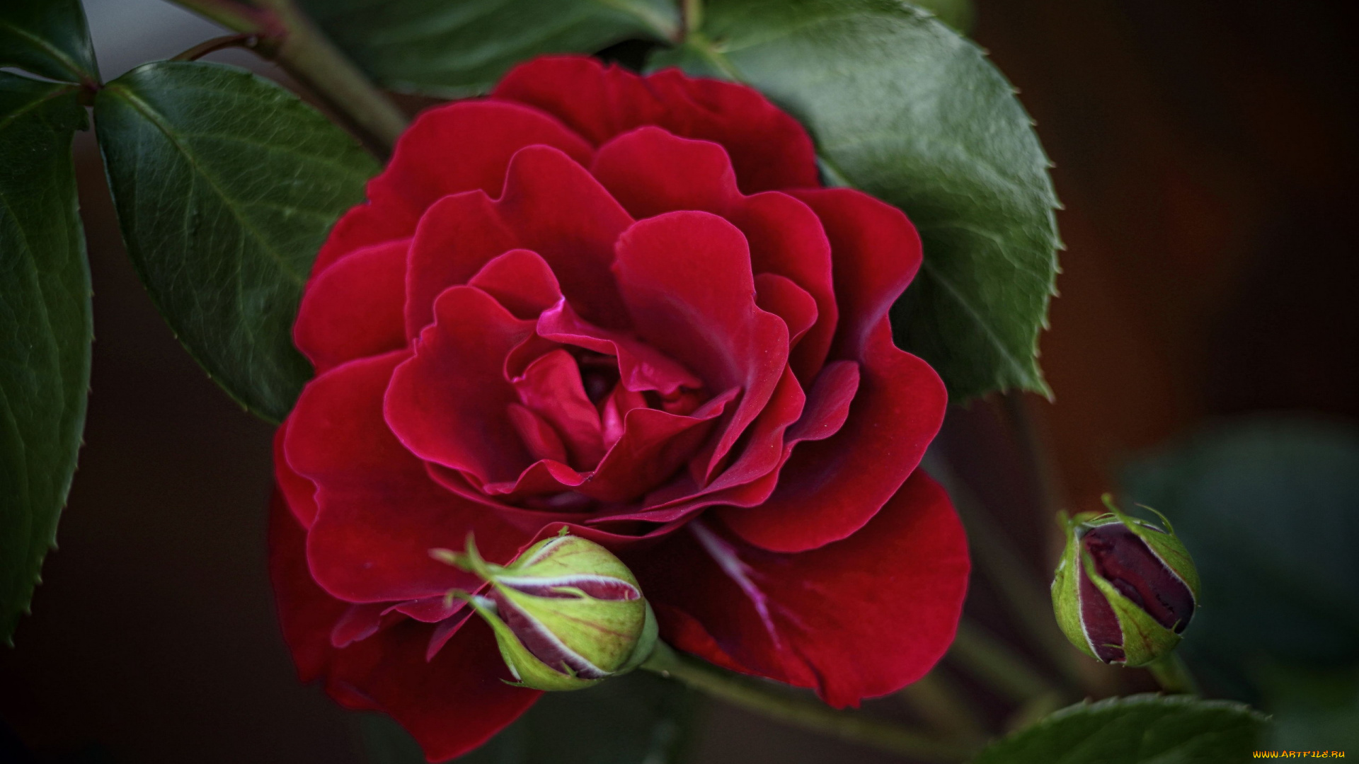 цветы, розы, красная, роза, макро, бутоны