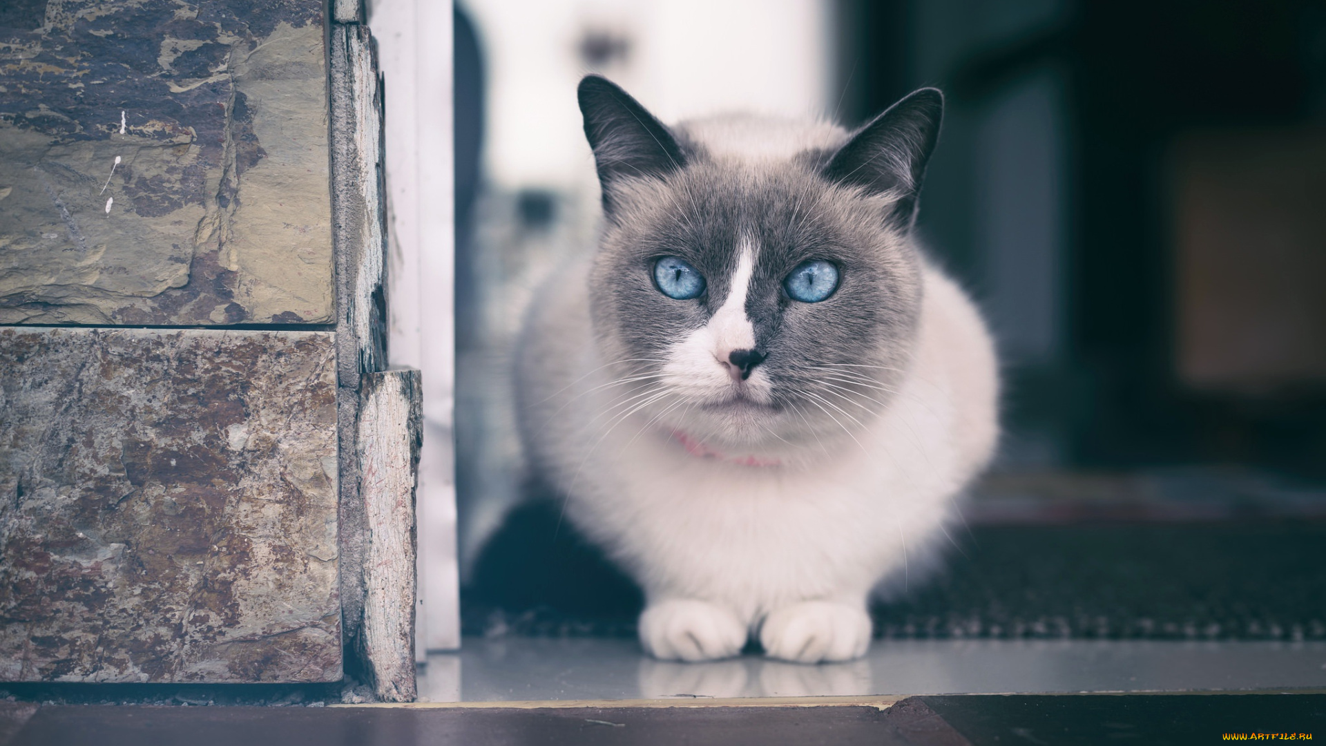 животные, коты, кошки, голубые, глаза, крупным, планом