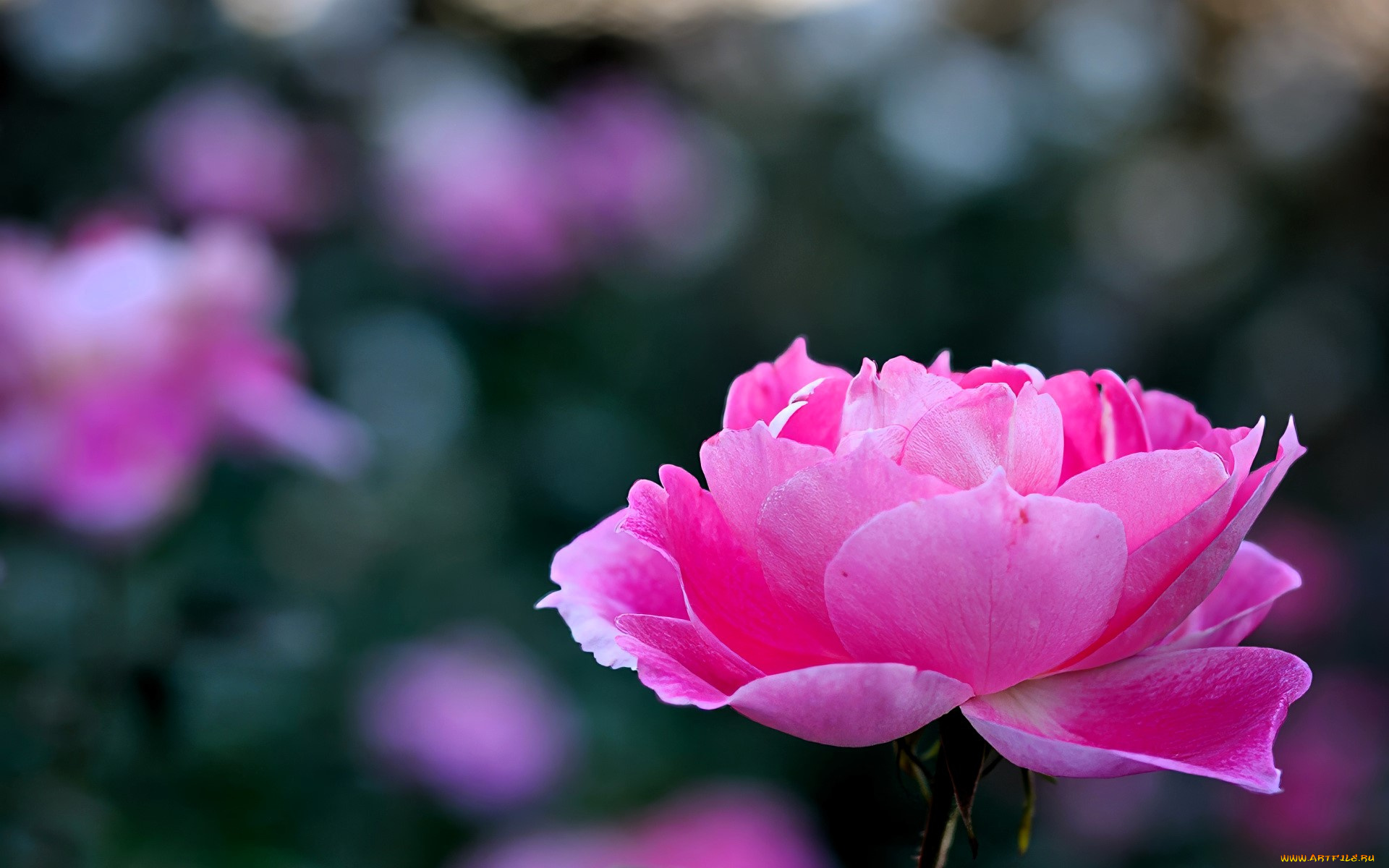 цветы, розы, роза, розовая