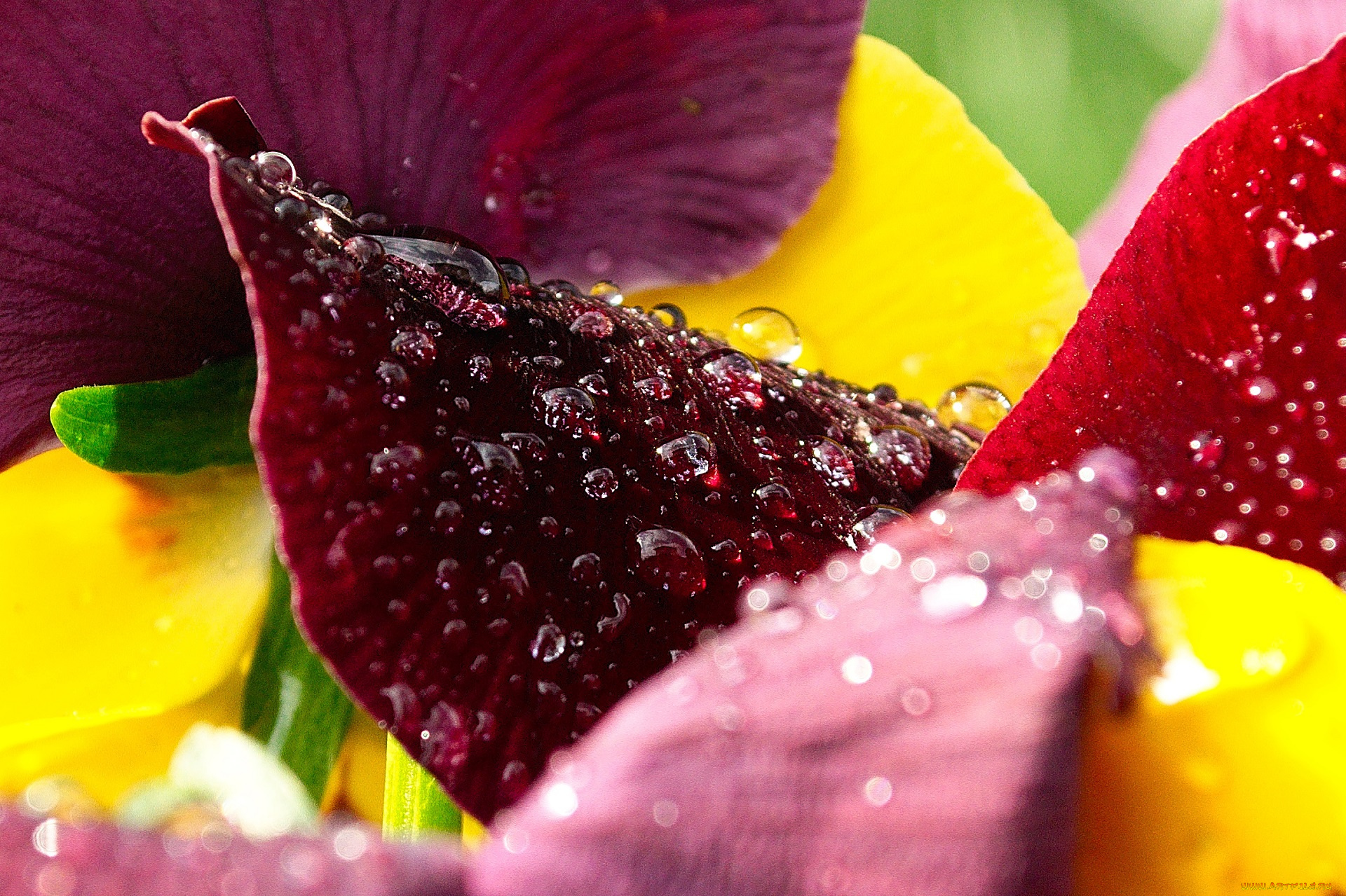 цветы, анютины, глазки, , садовые, фиалки, роса, капли