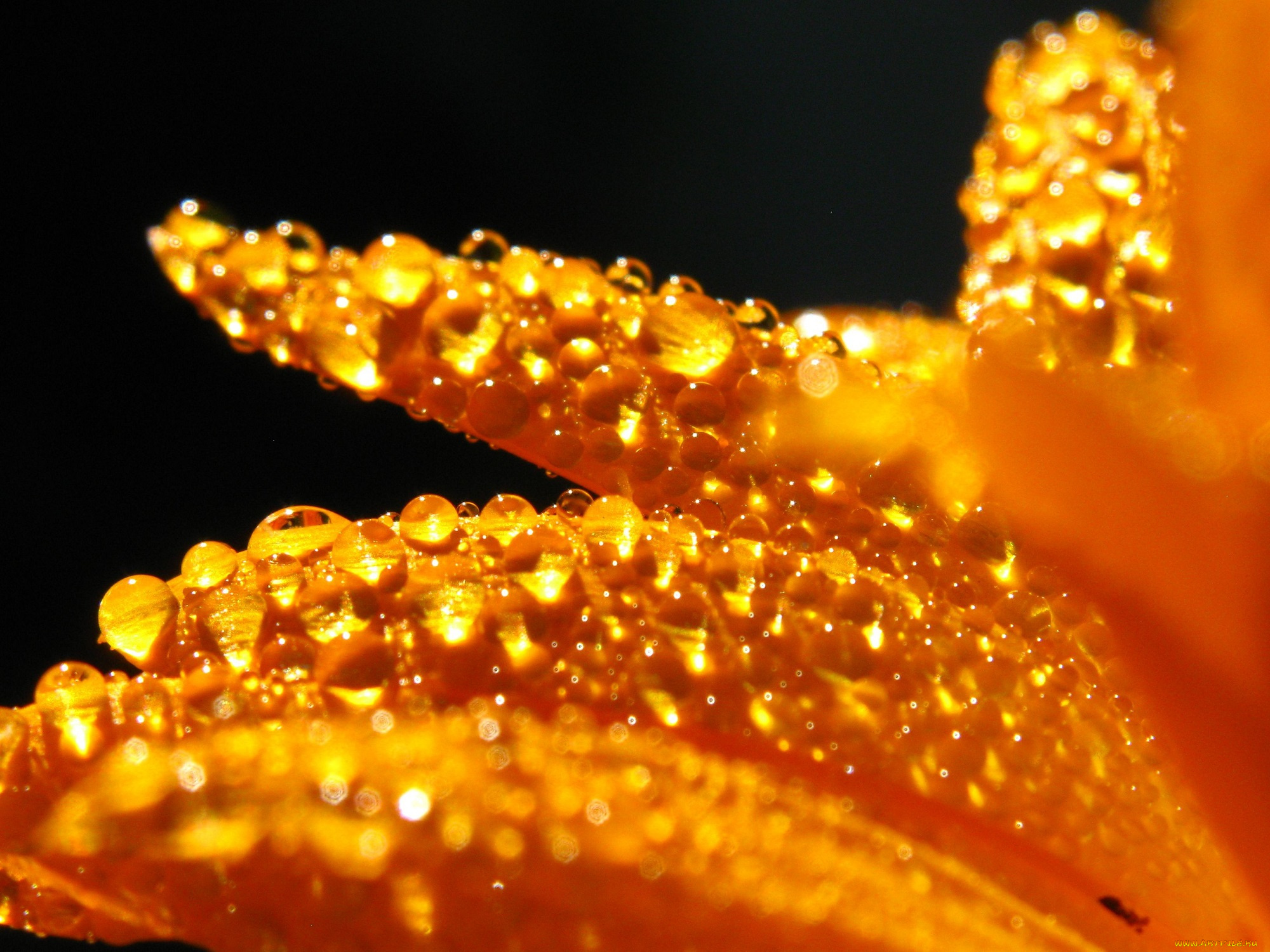 цветы, герберы