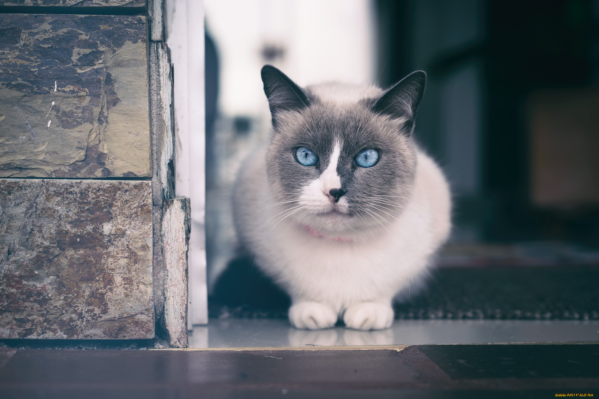 животные, коты, кошки, голубые, глаза, крупным, планом