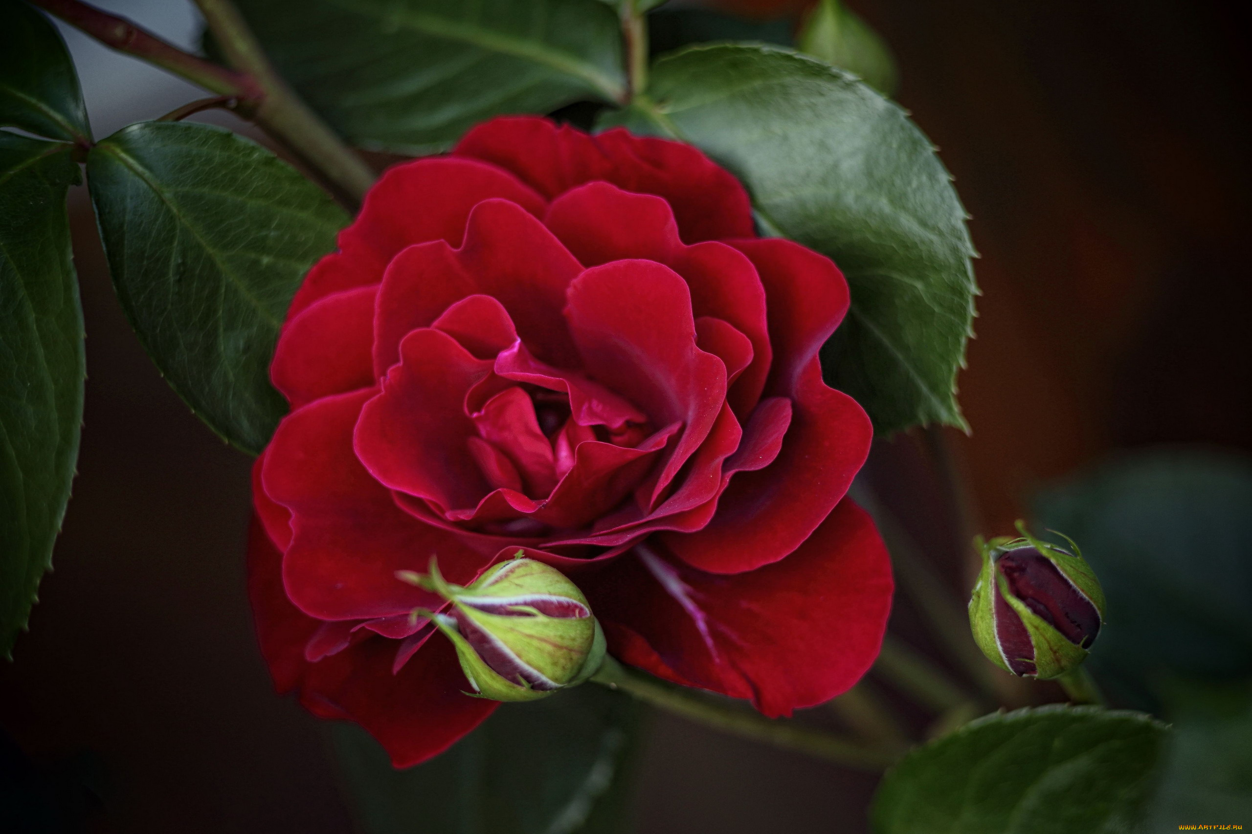 цветы, розы, красная, роза, макро, бутоны