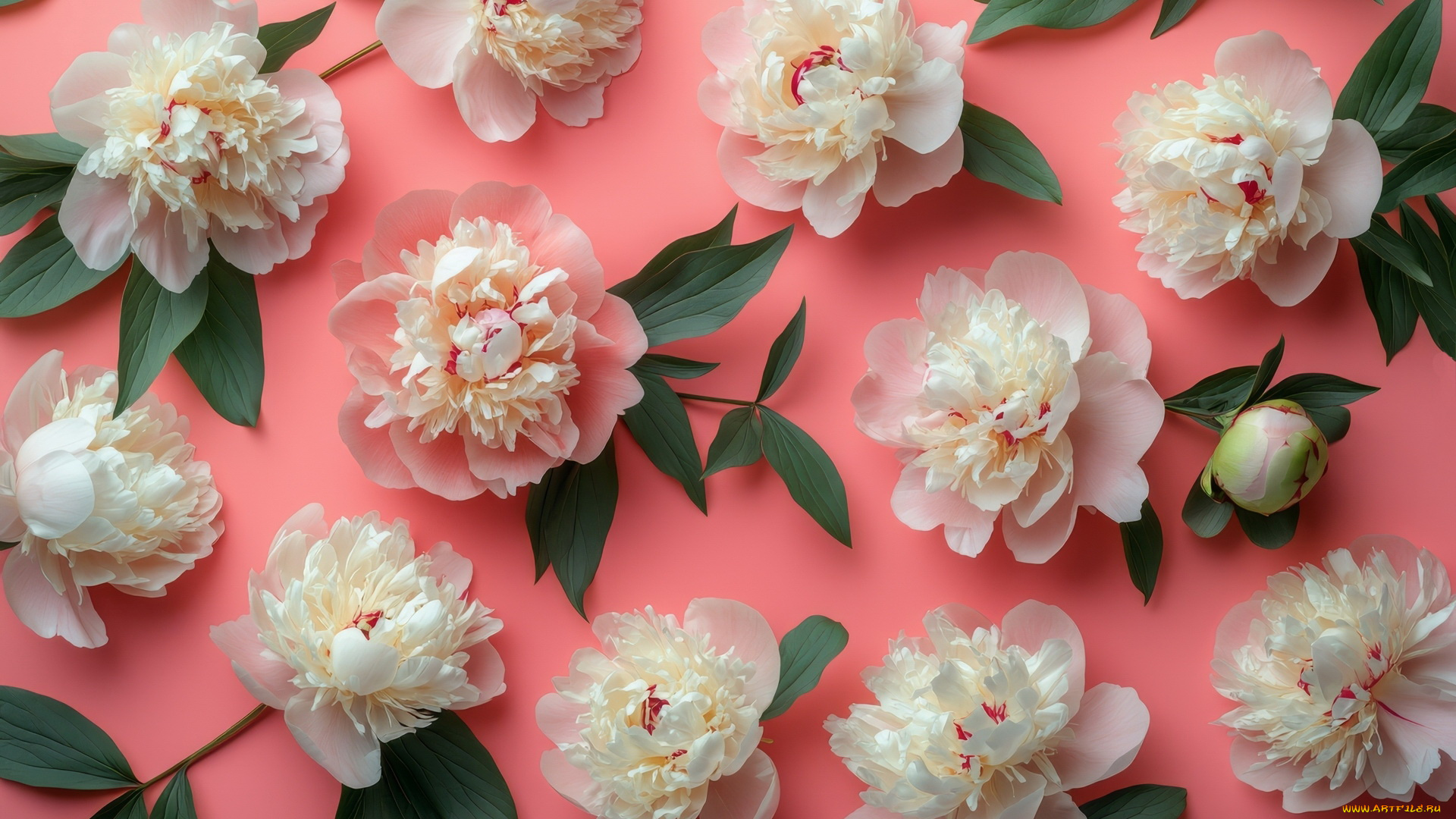 3д, графика, цветы, , flowers, розовый, фон, белые, пионы