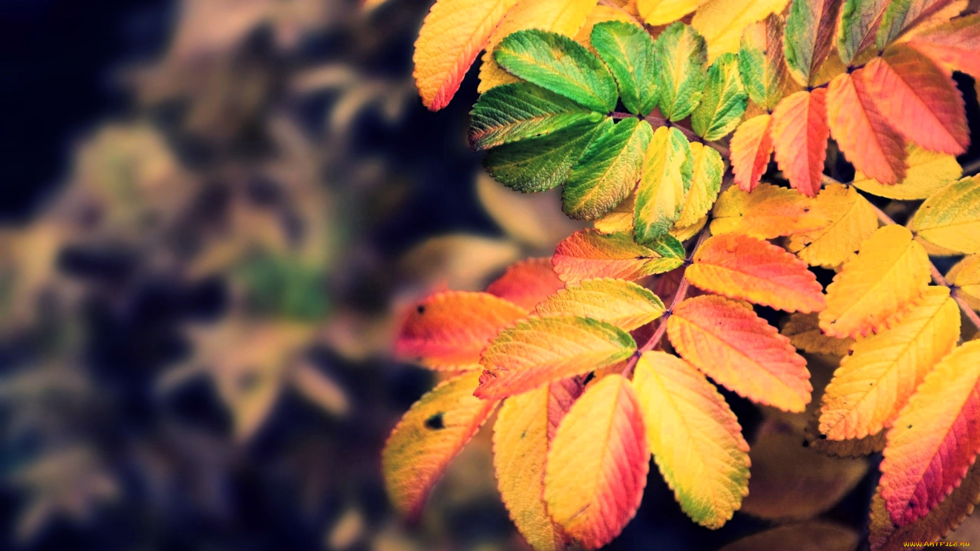 природа, листья, ветка, осень