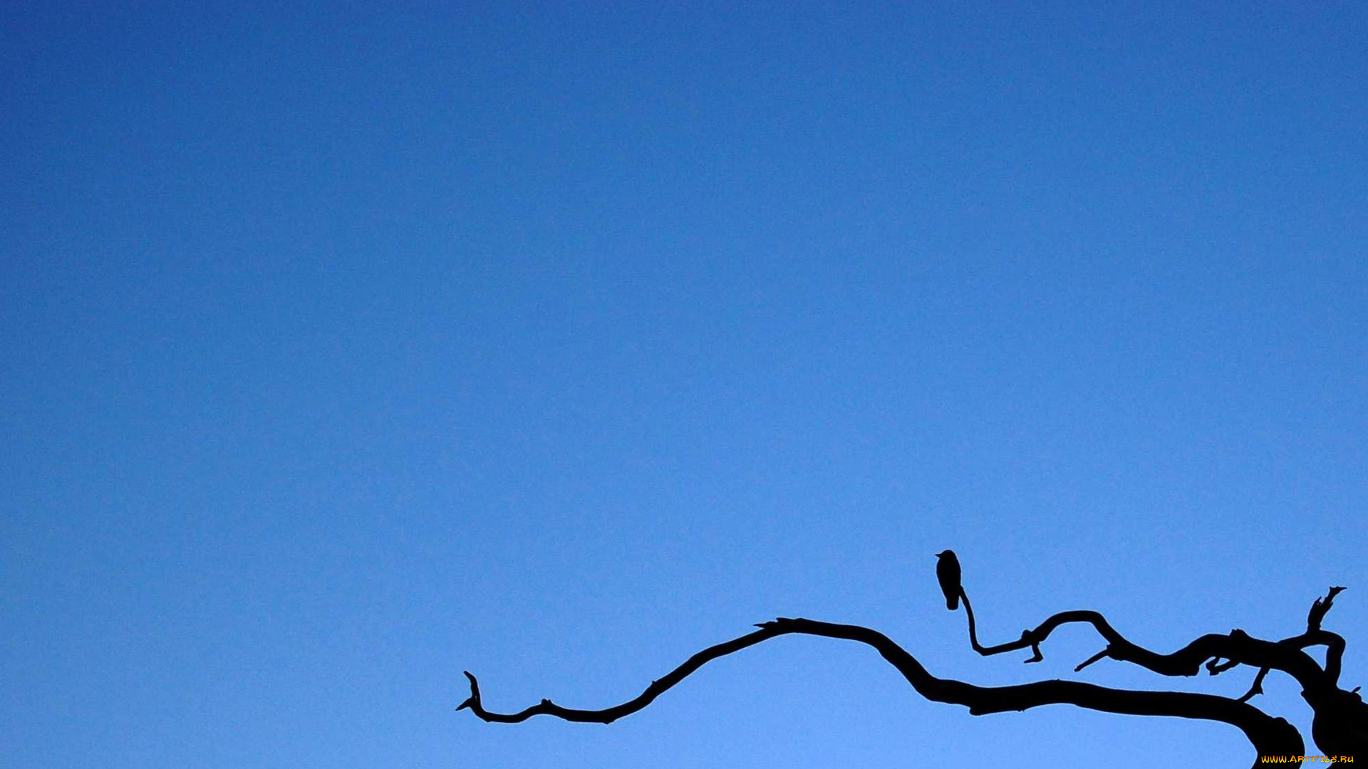векторная, графика, птицы, , птицы, птица, небо, ветка, дерево, силуэты
