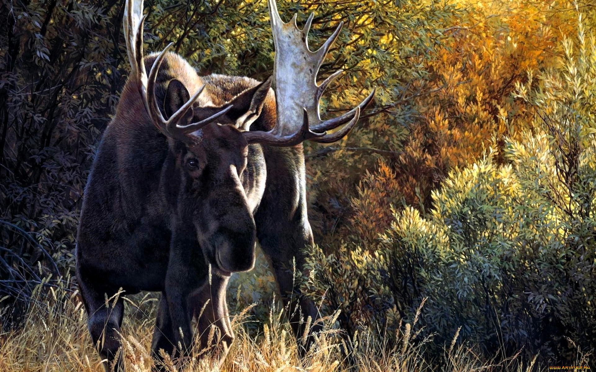рисованное, животные, , лоси, лось, рога, трава, кусты, деревья, лес, осень