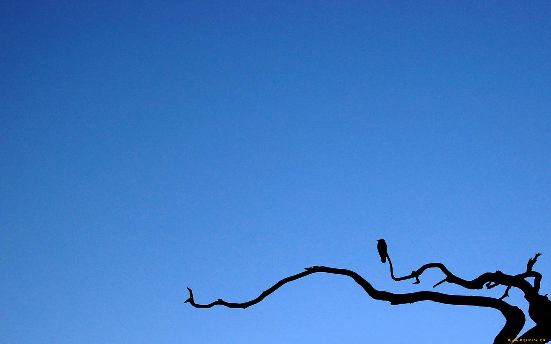 векторная, графика, птицы, , птицы, птица, небо, ветка, дерево, силуэты