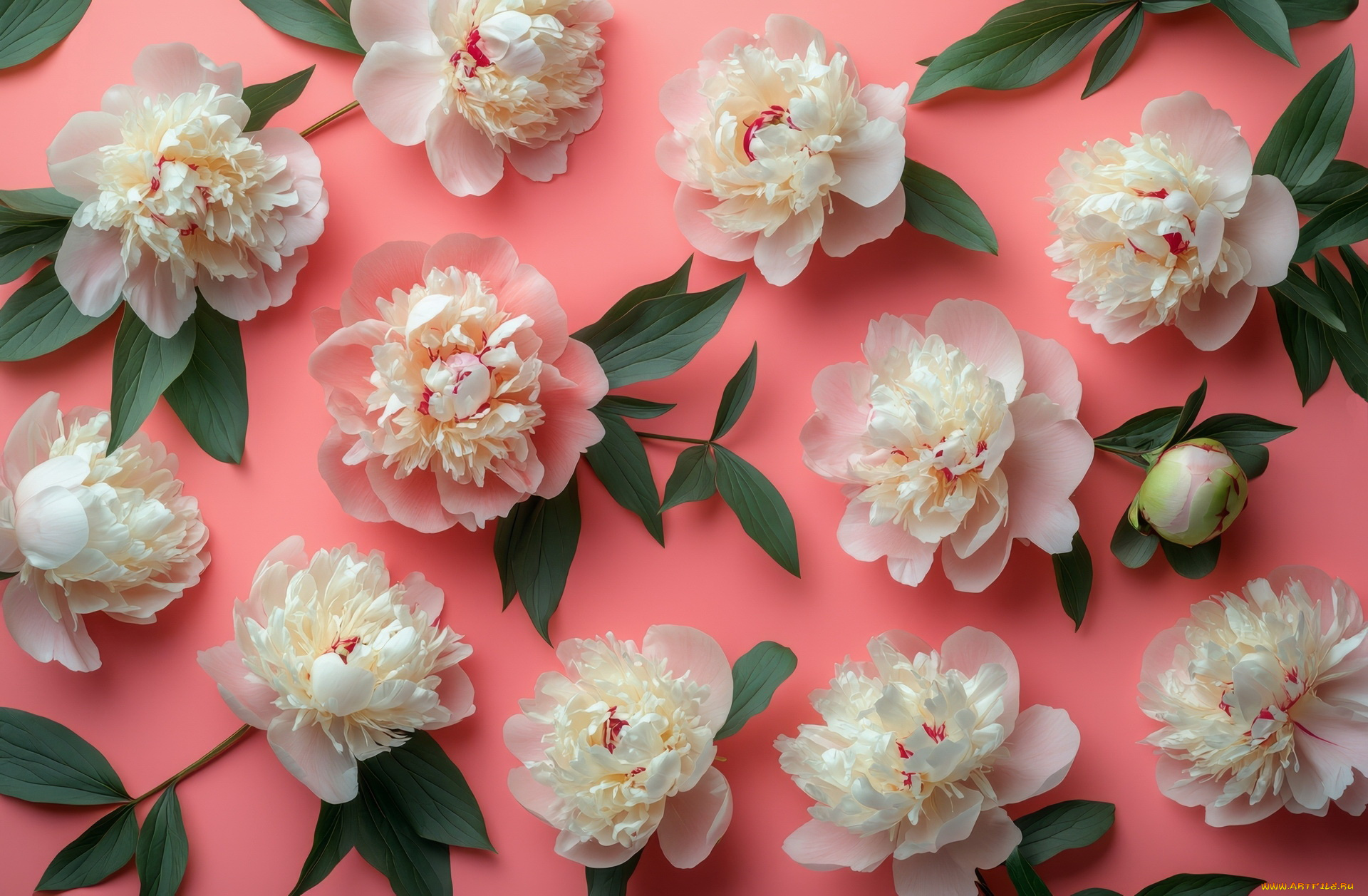 3д, графика, цветы, , flowers, розовый, фон, белые, пионы