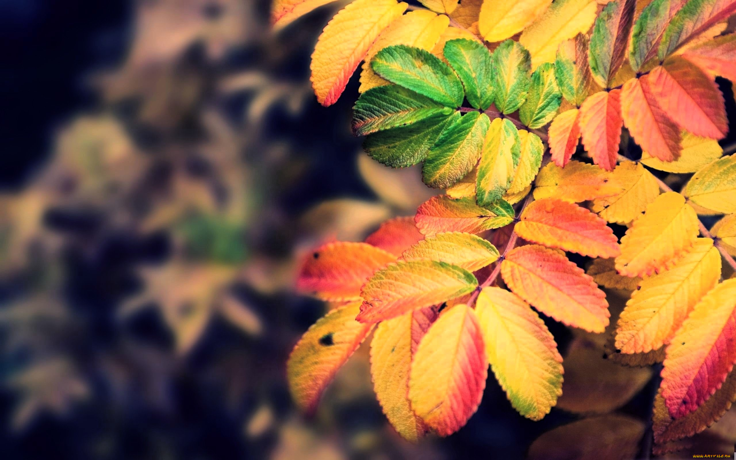 природа, листья, ветка, осень