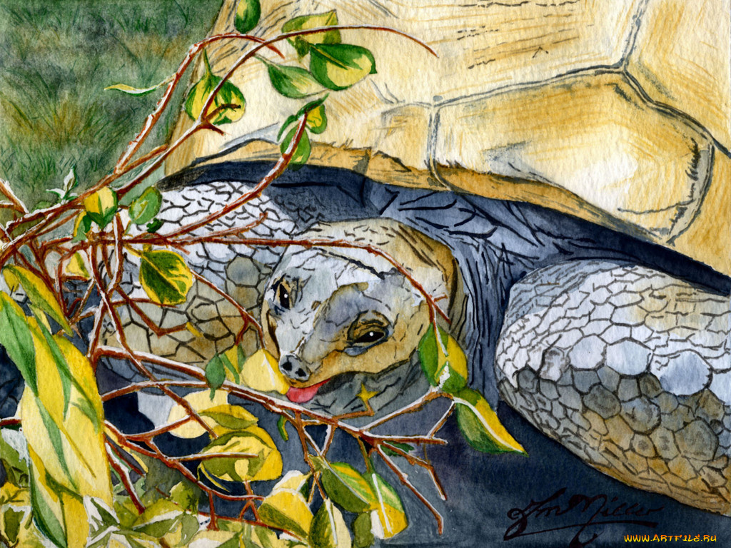 рисованные, животные, черепахи