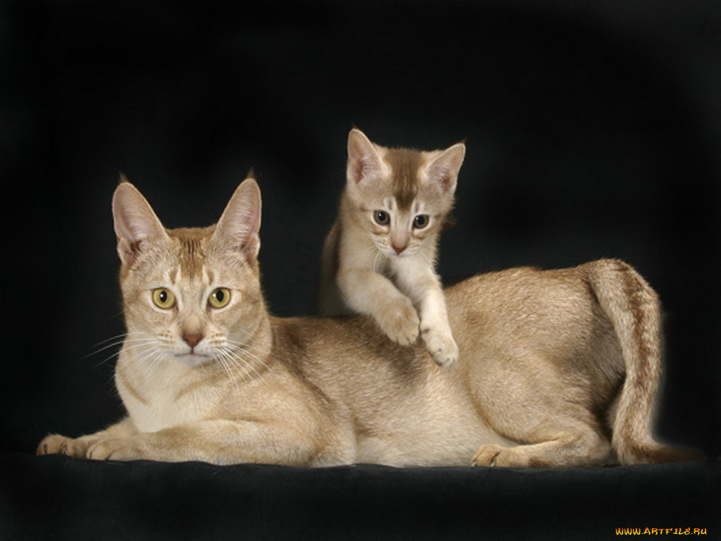 животные, коты