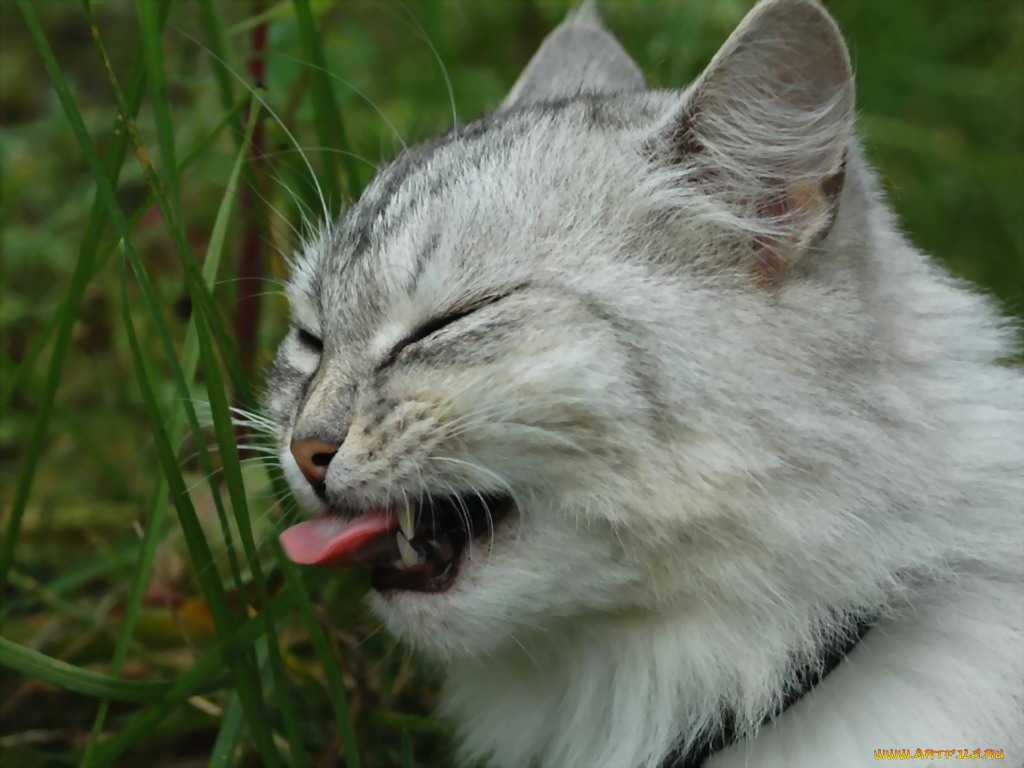 животные, коты