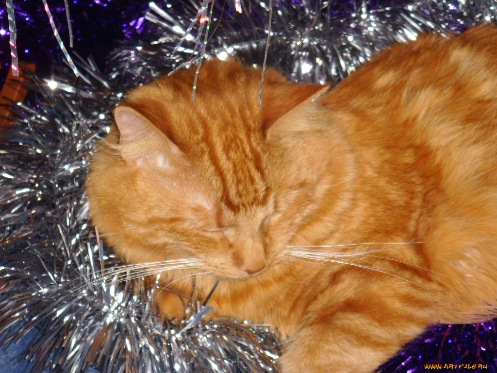 животные, коты