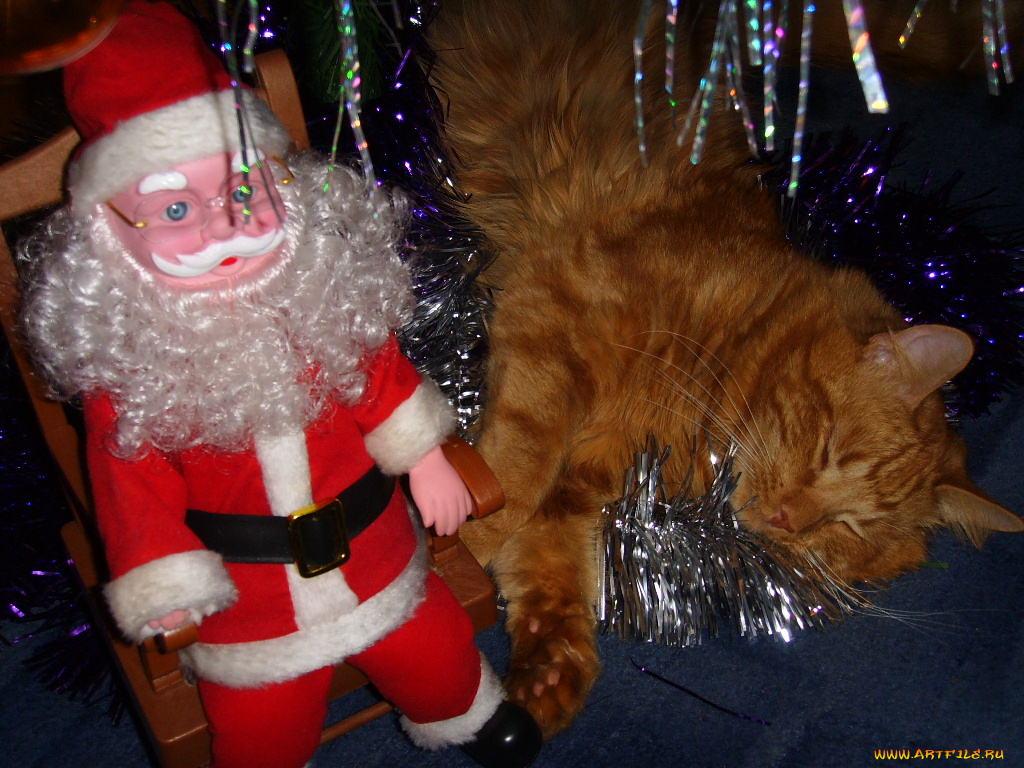 животные, коты