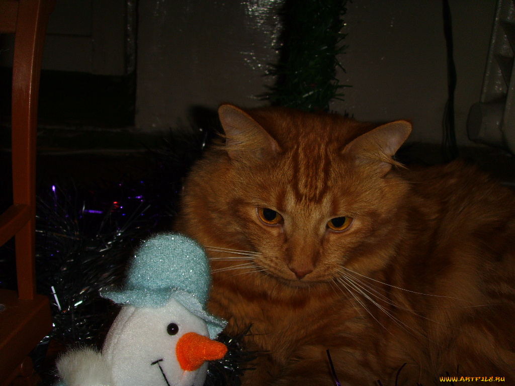 животные, коты