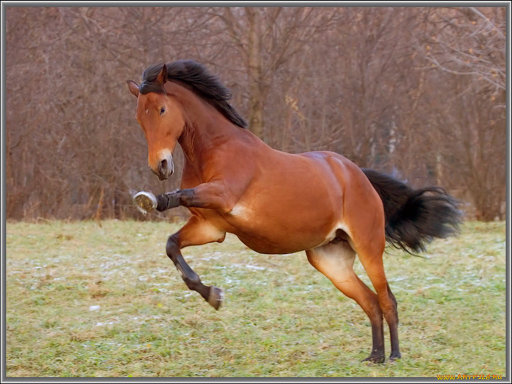 животные, лошади