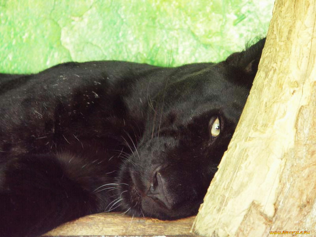 животные, пантеры