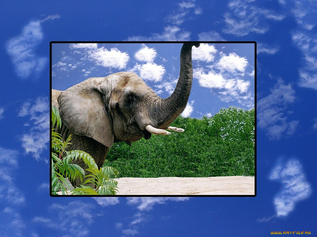 животные, слоны