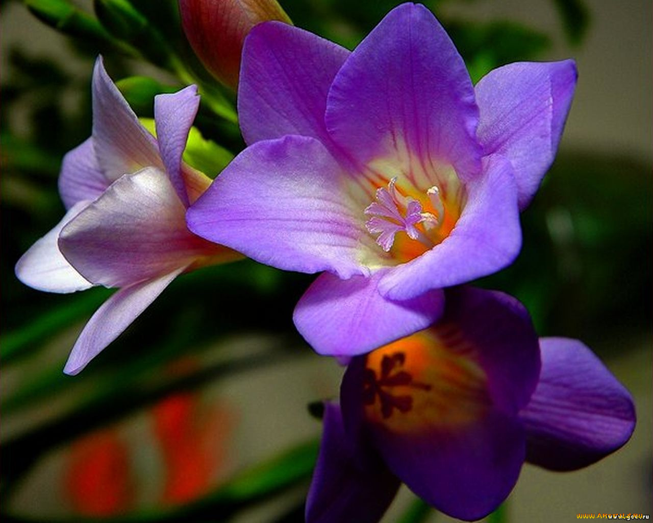 цветы, фрезия