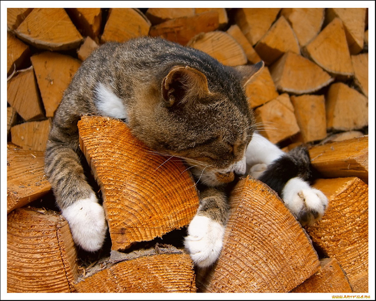 животные, коты