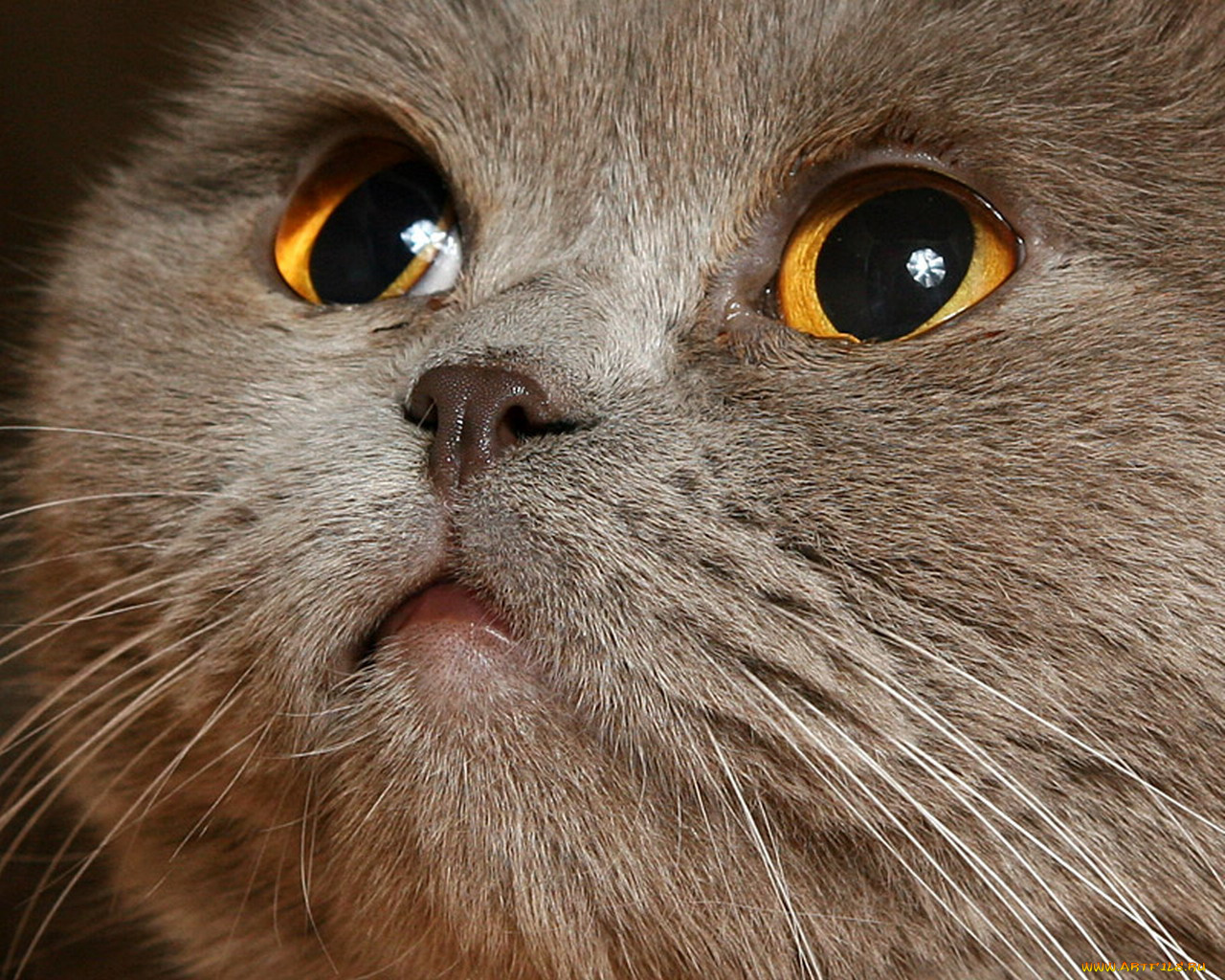 животные, коты