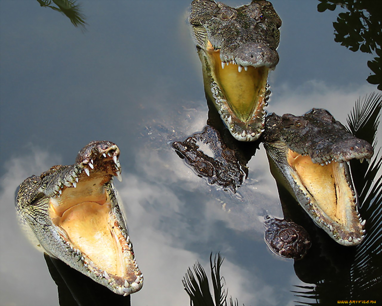 животные, крокодилы