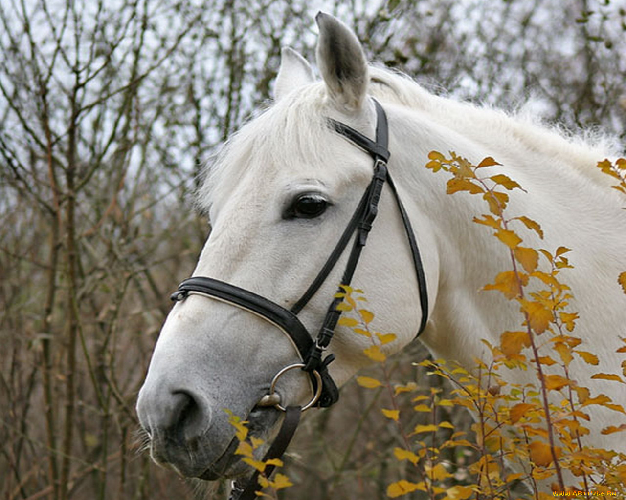 животные, лошади