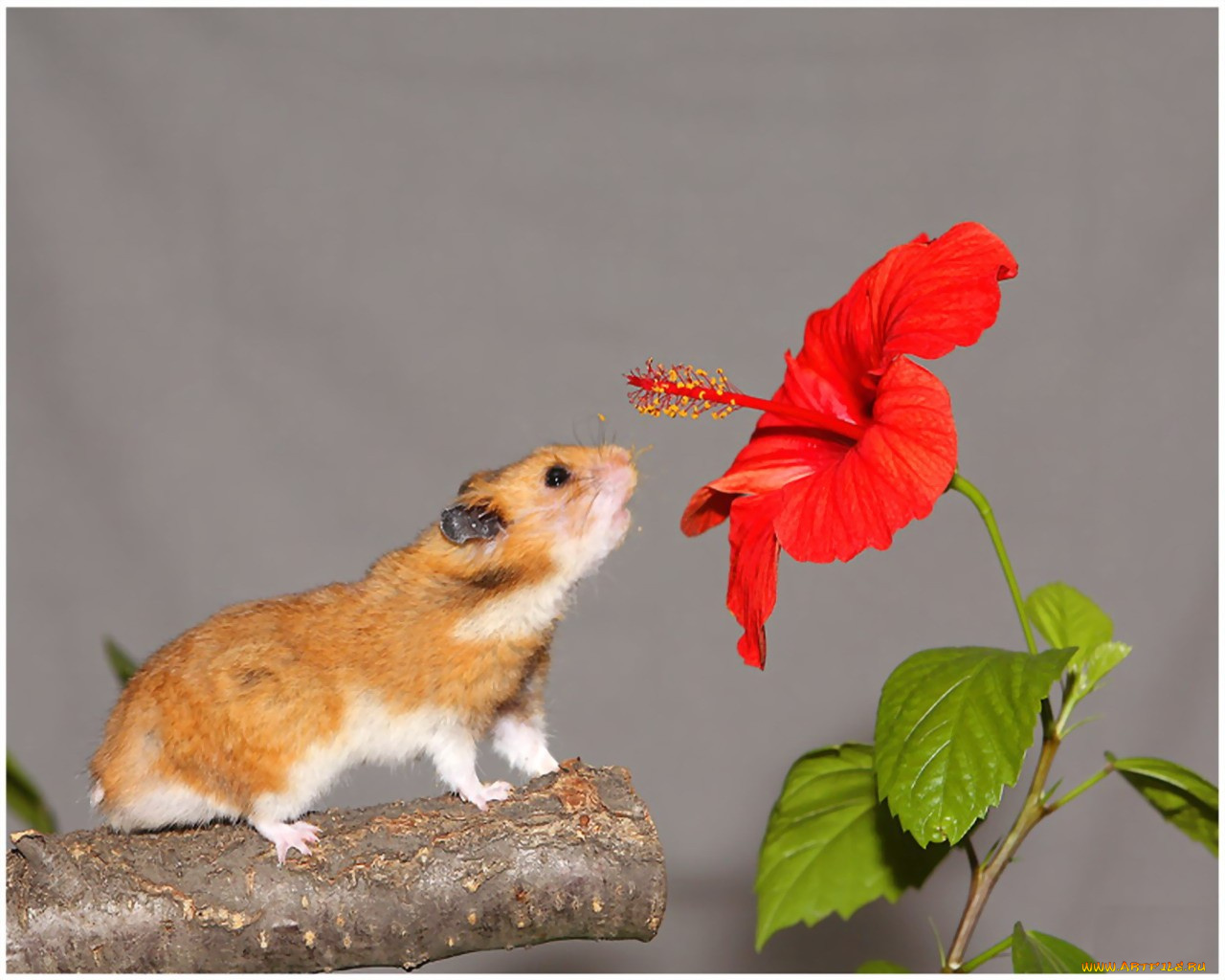 животные, морские, свинки, хомяки