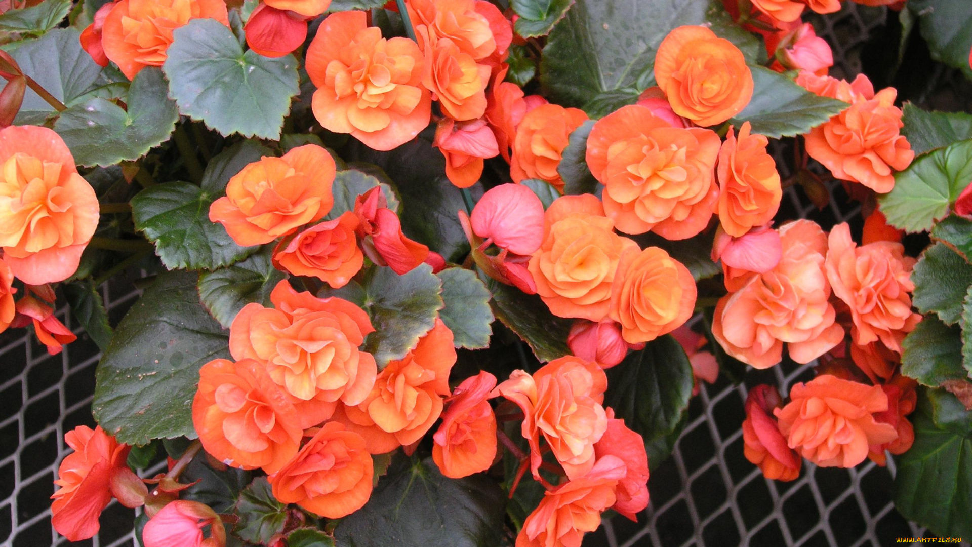 цветы, бегония