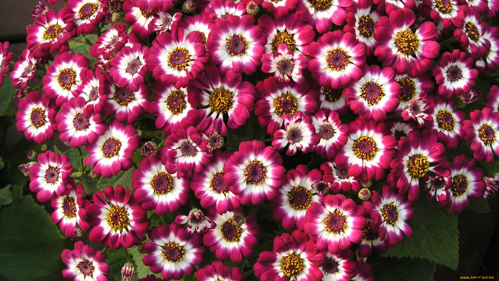 цветы, цинерария