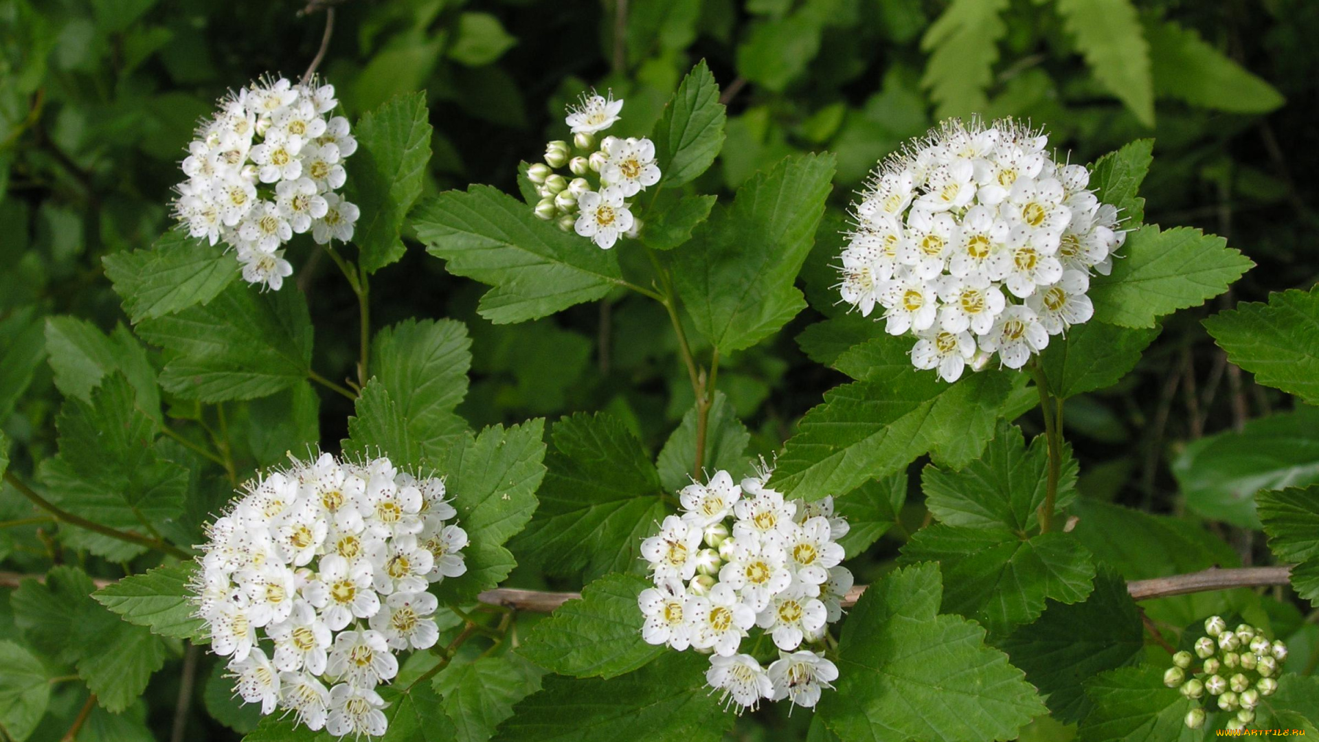 цветы, цветущие, деревья, кустарники